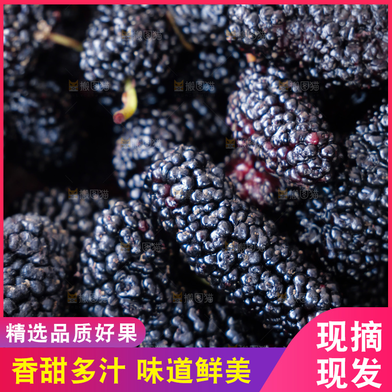 桑葚