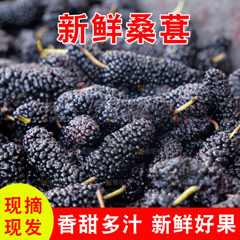 桑葚