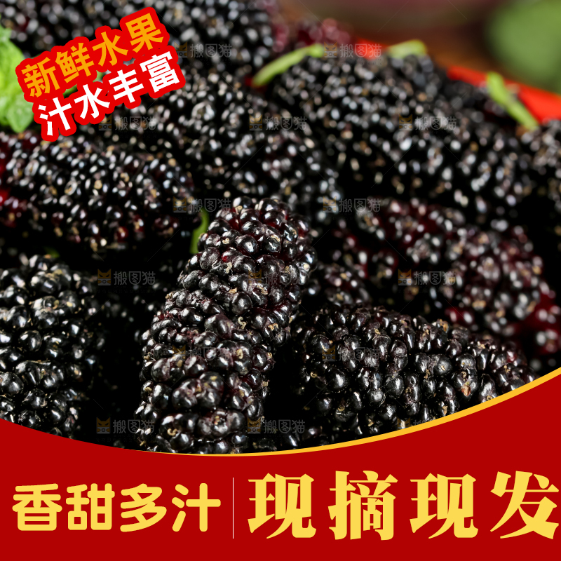 桑葚