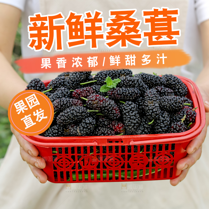 桑葚
