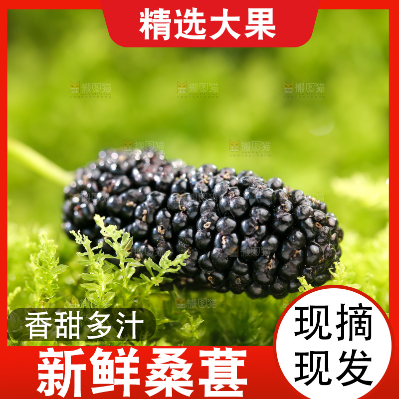 桑葚