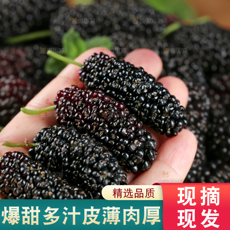 桑葚
