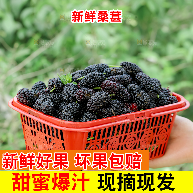 桑葚