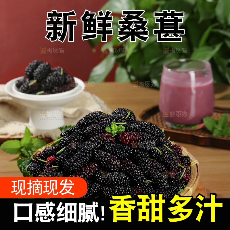 桑葚