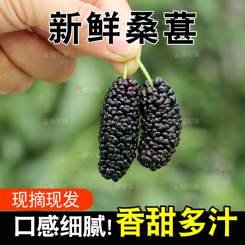 桑葚