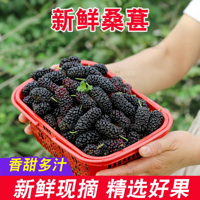 桑葚