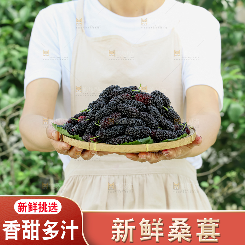 桑葚