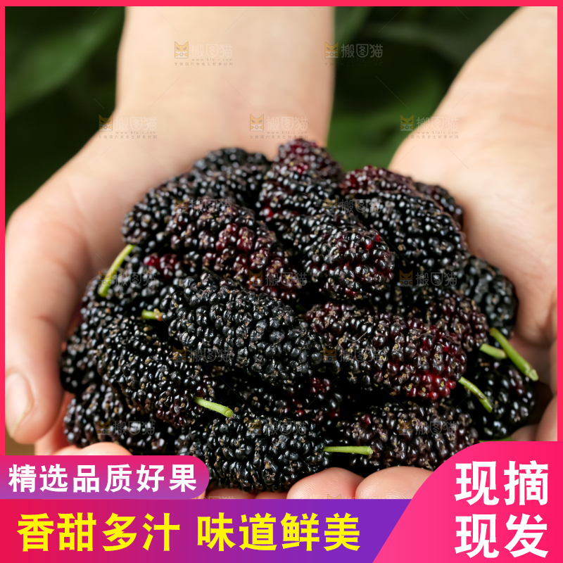 桑葚