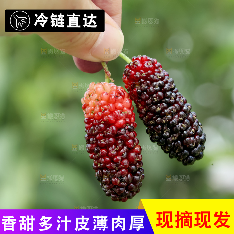 桑葚