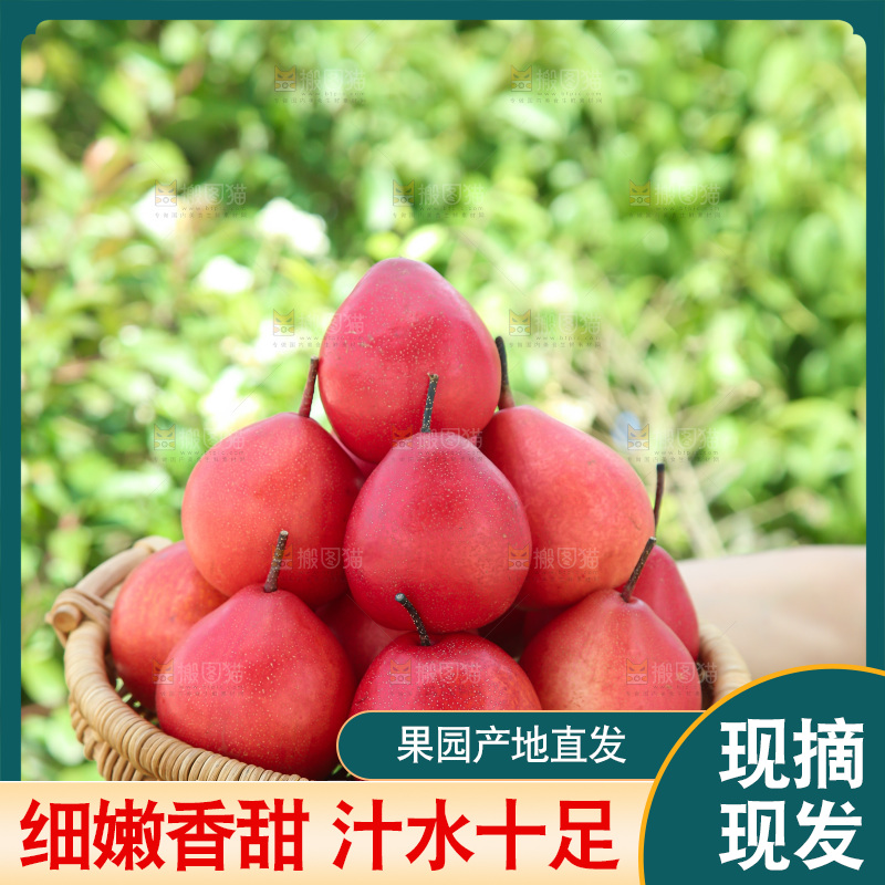 红啤梨