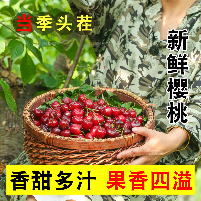 樱桃