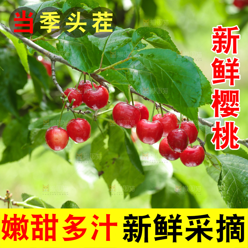 樱桃