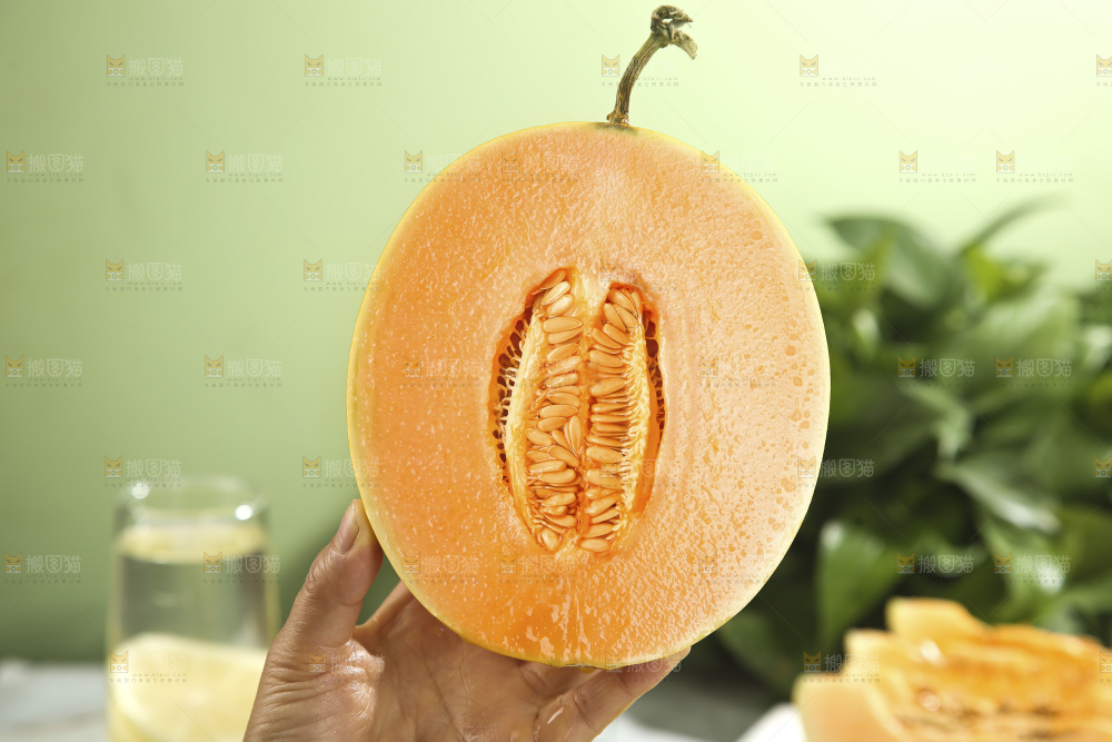 黄河蜜瓜