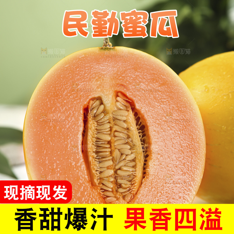黄河蜜瓜