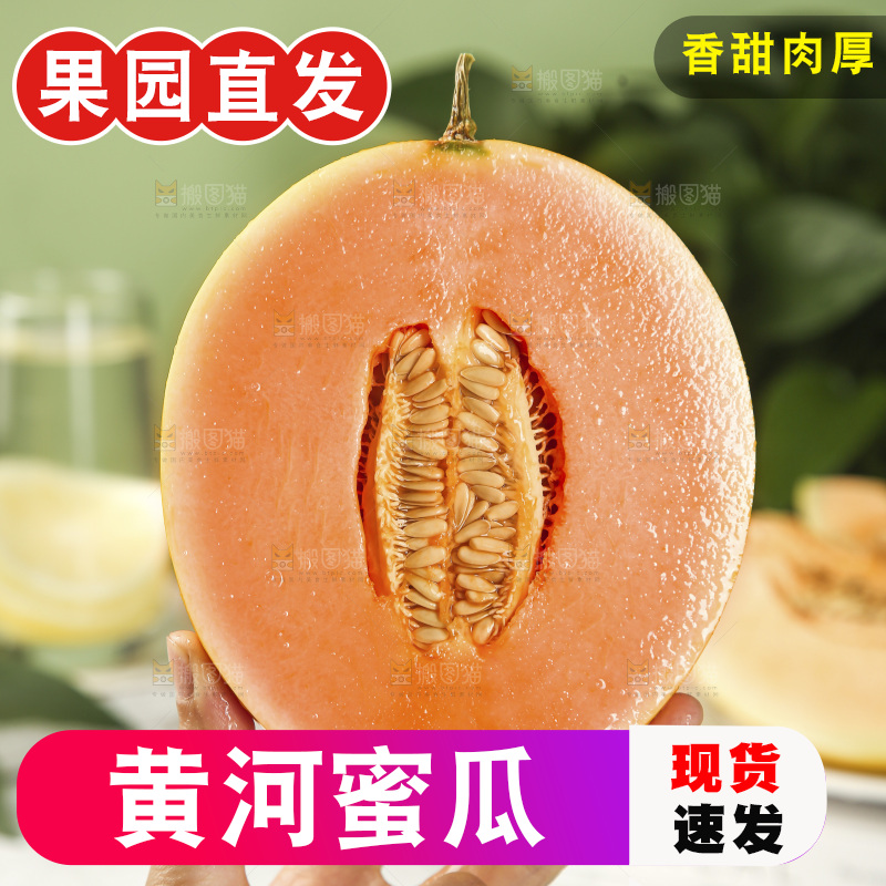 黄河蜜瓜