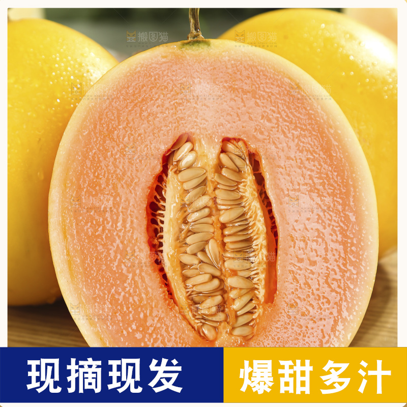 黄河蜜瓜