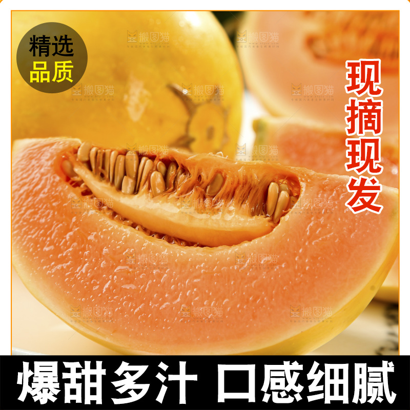 黄河蜜瓜