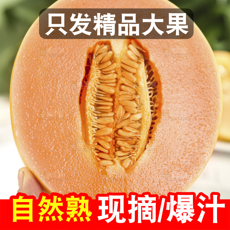 黄河蜜瓜
