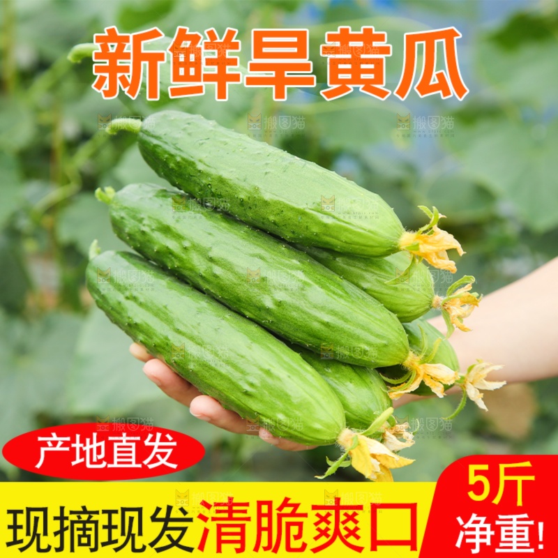 旱黄瓜主图