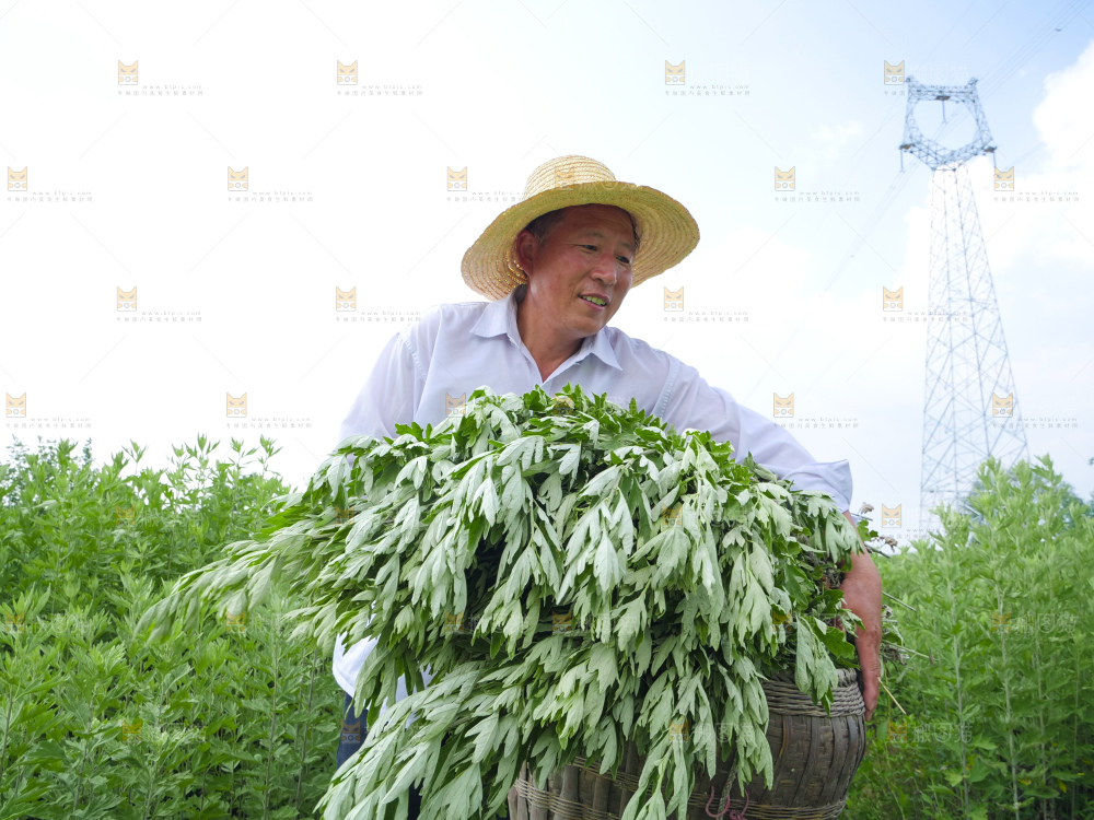 艾草