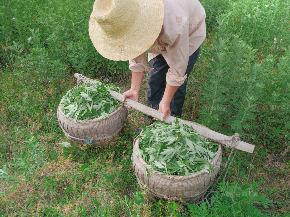 艾草