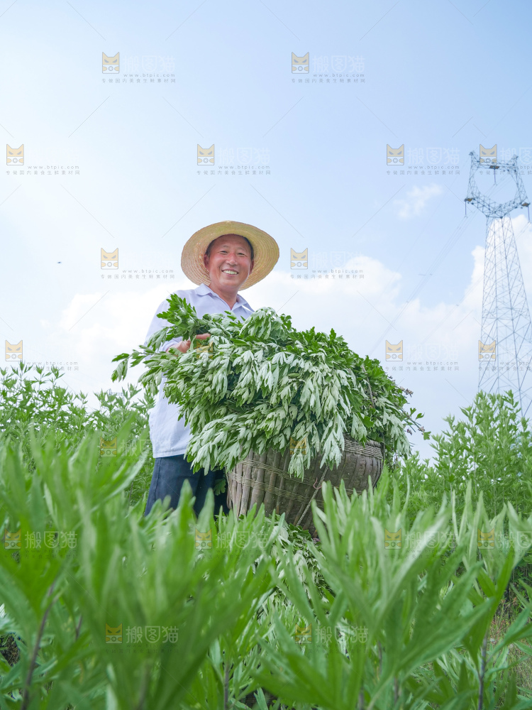 艾草