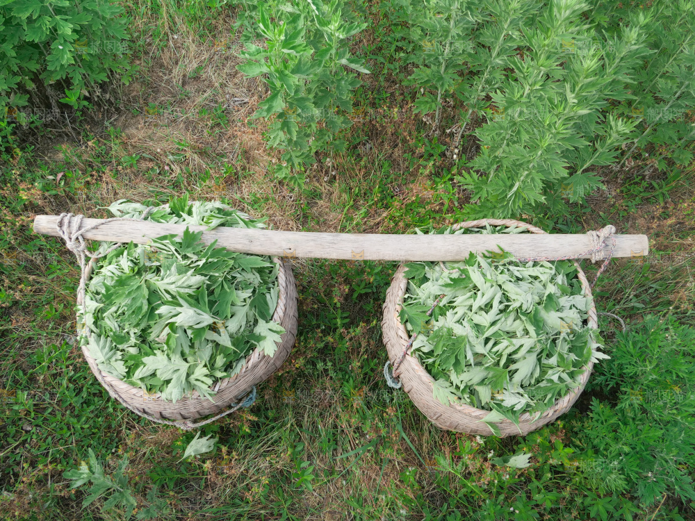 艾草