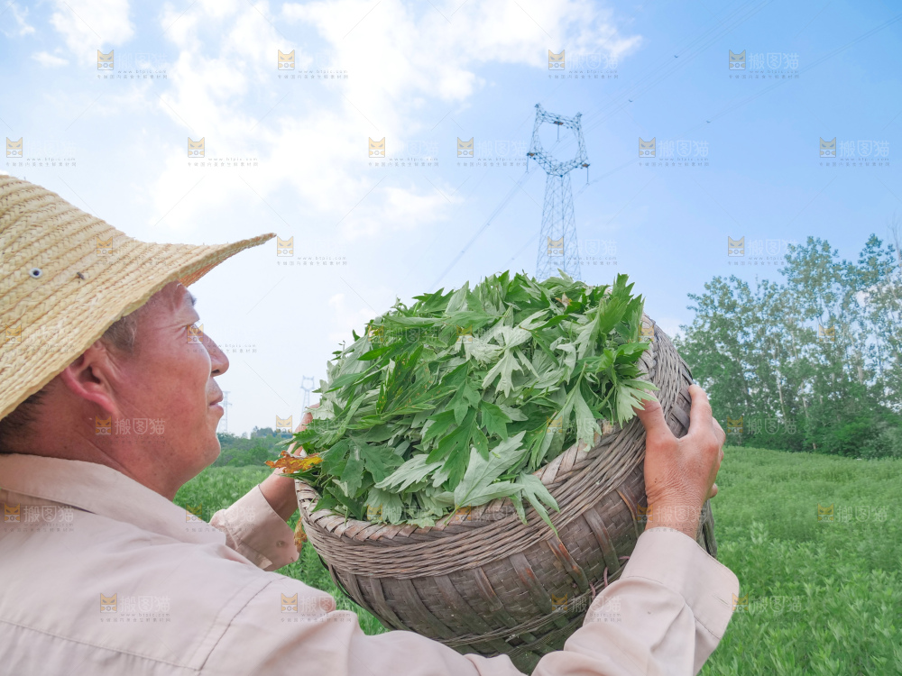 艾草