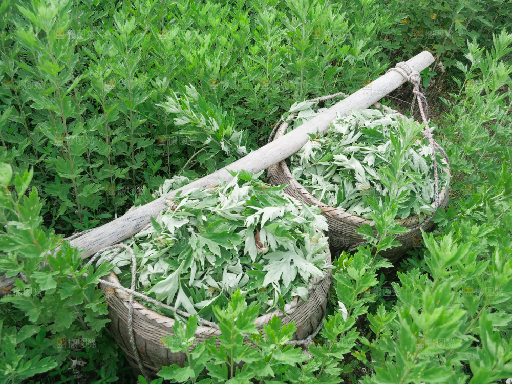 艾草
