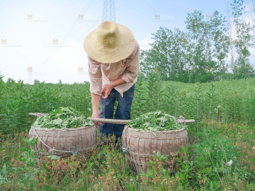 艾草