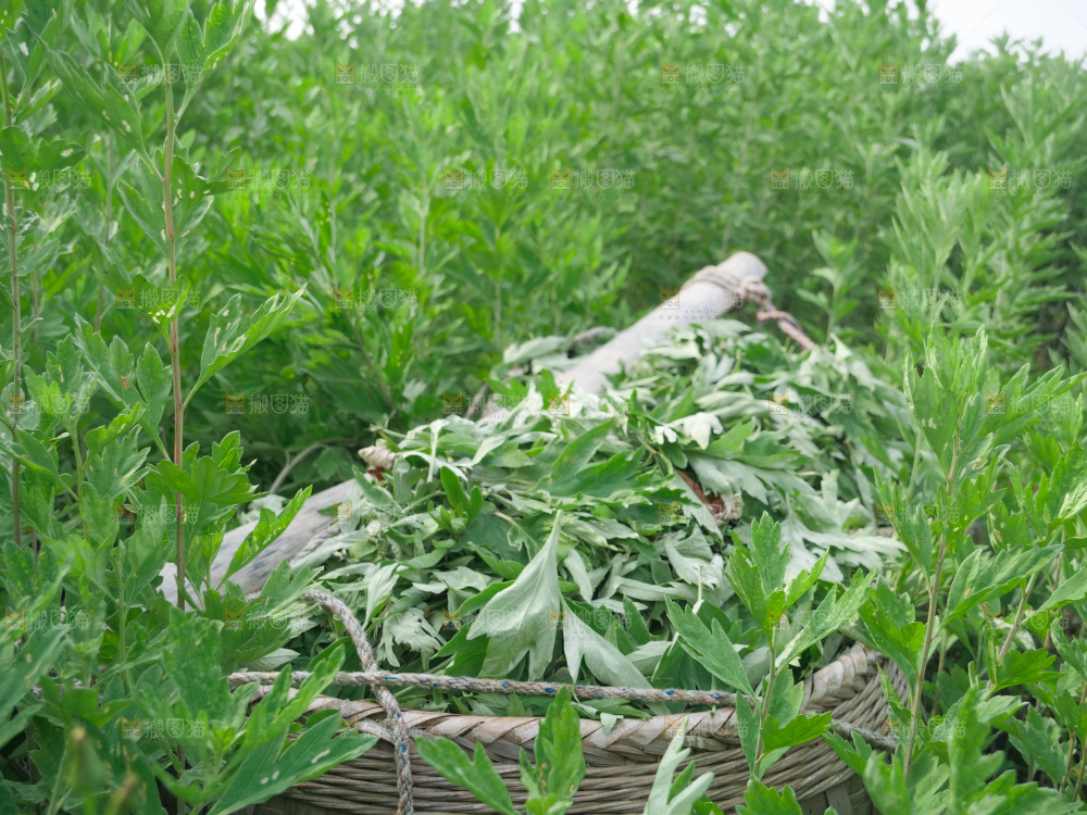 艾草