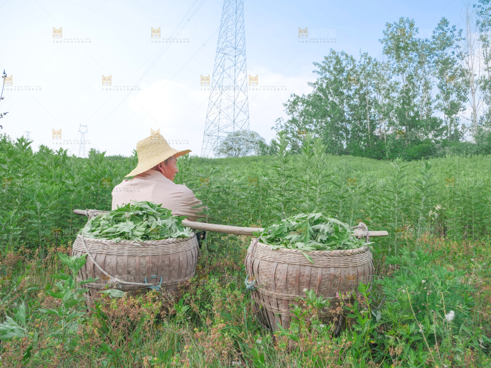 艾草