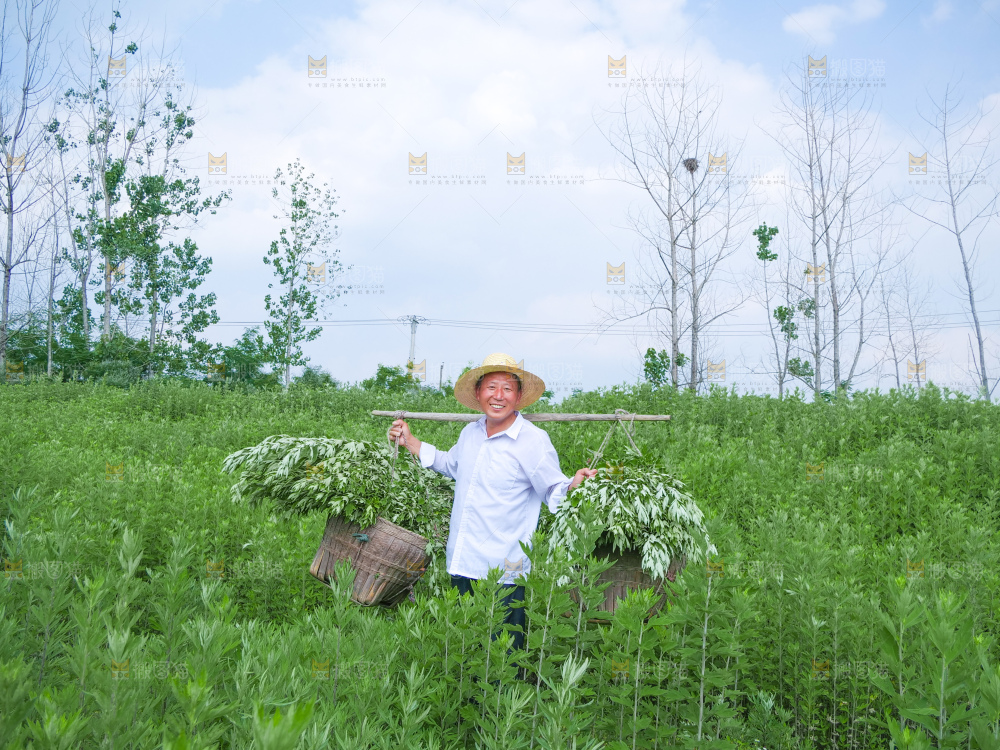 艾草