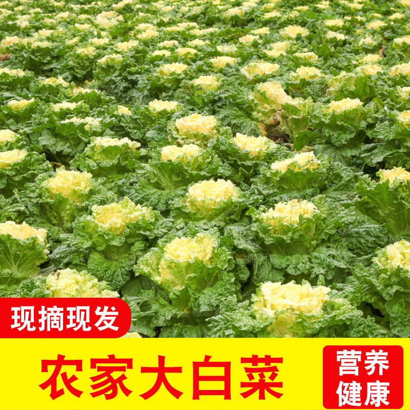大白菜