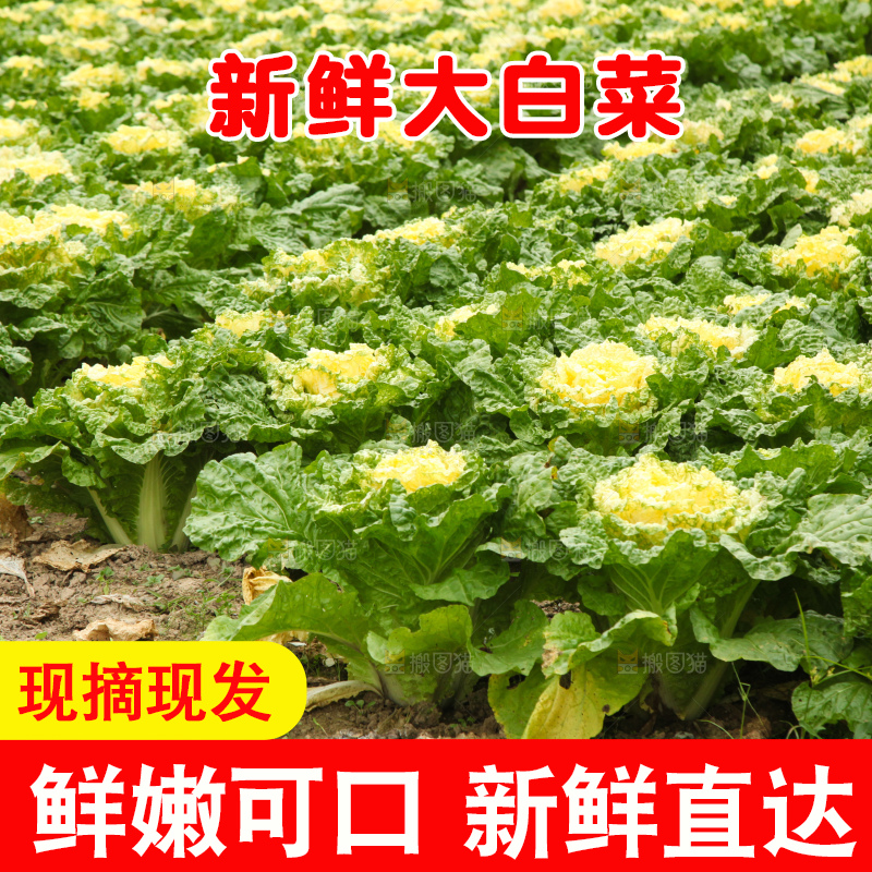 大白菜