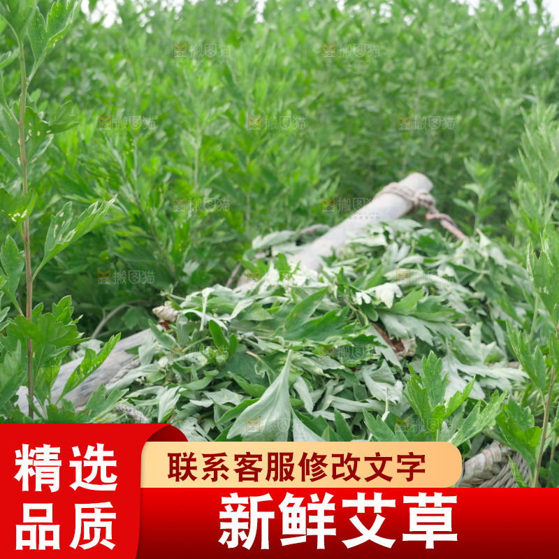艾草