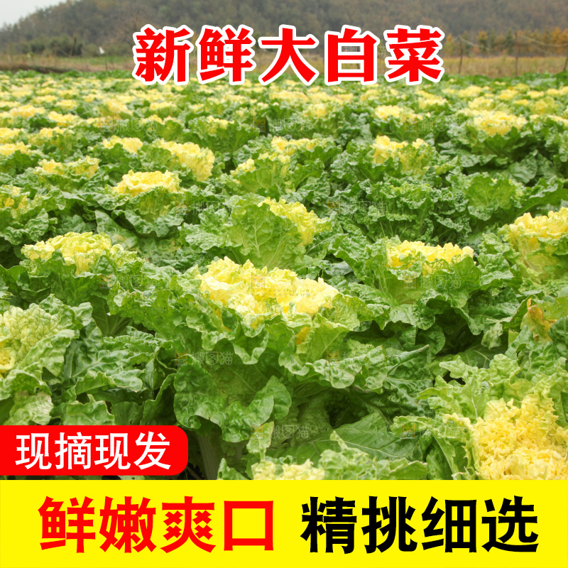 大白菜