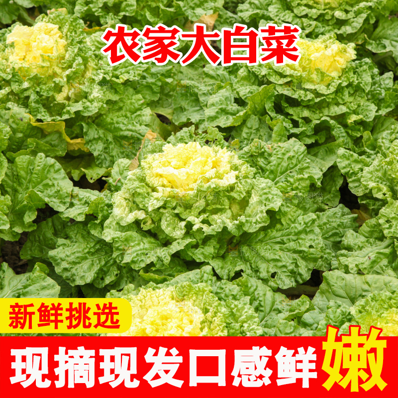 大白菜
