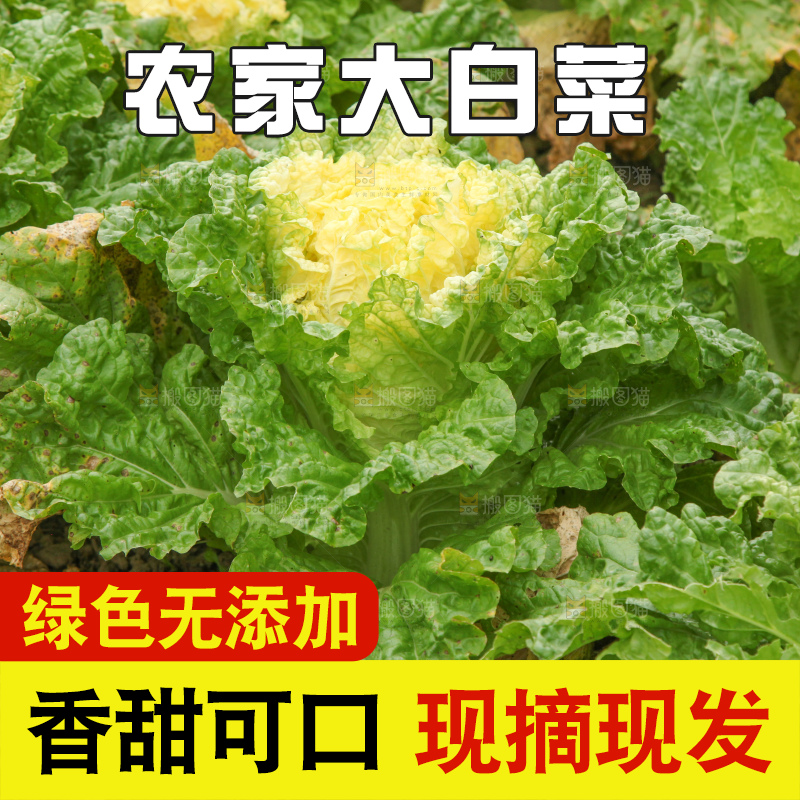 大白菜