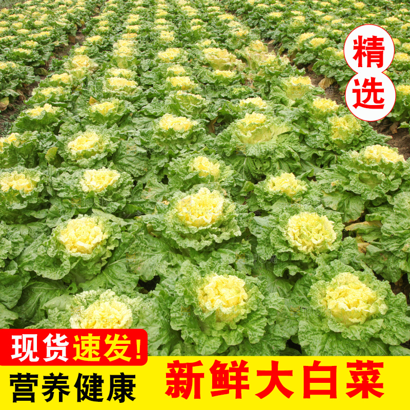 大白菜