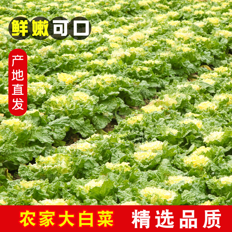 大白菜