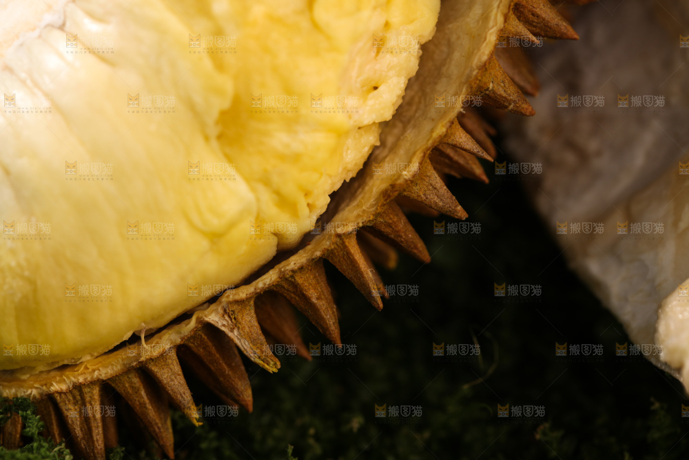 金枕榴莲