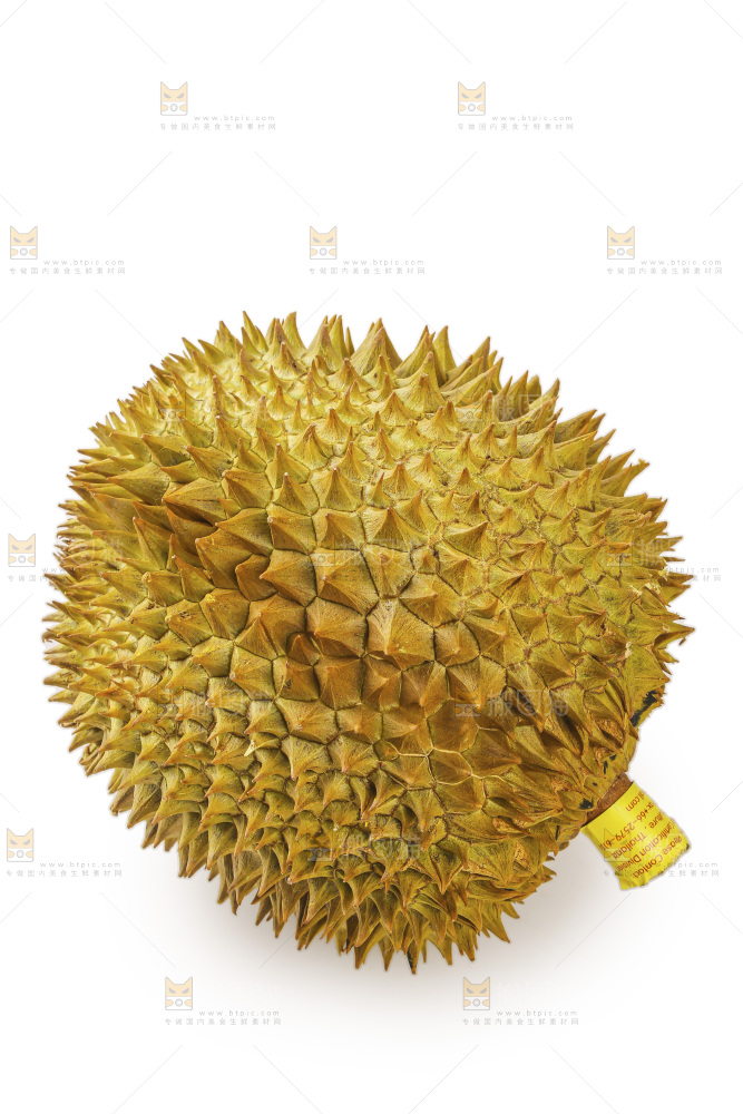 金枕榴莲