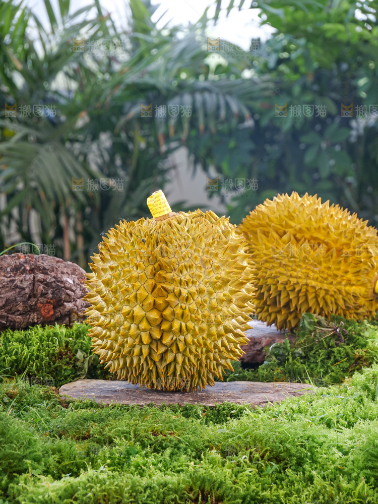 金枕榴莲