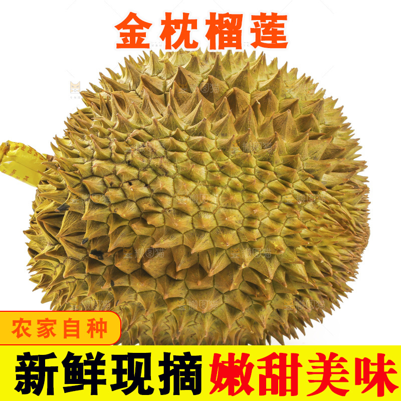 金枕榴莲