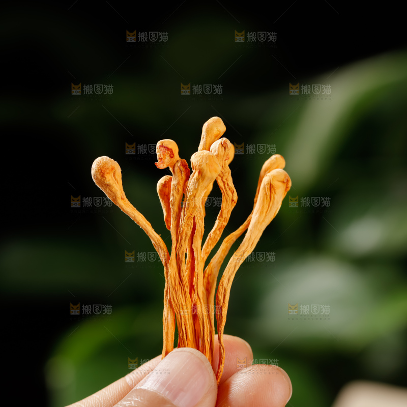虫草花