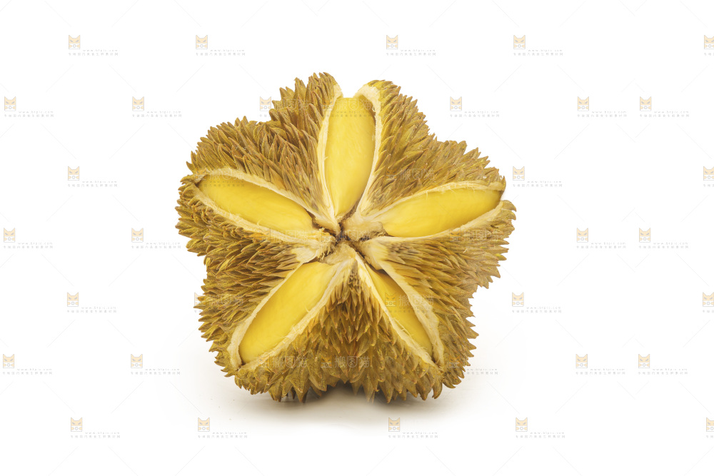 金枕榴莲