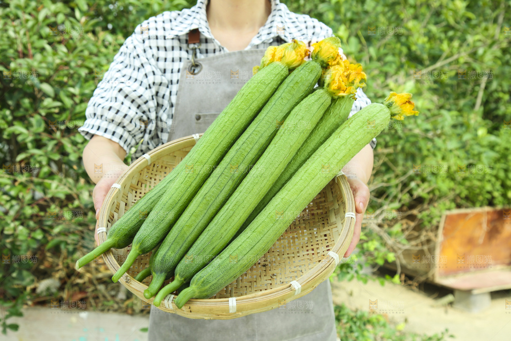 丝瓜