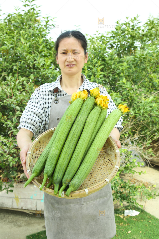 丝瓜