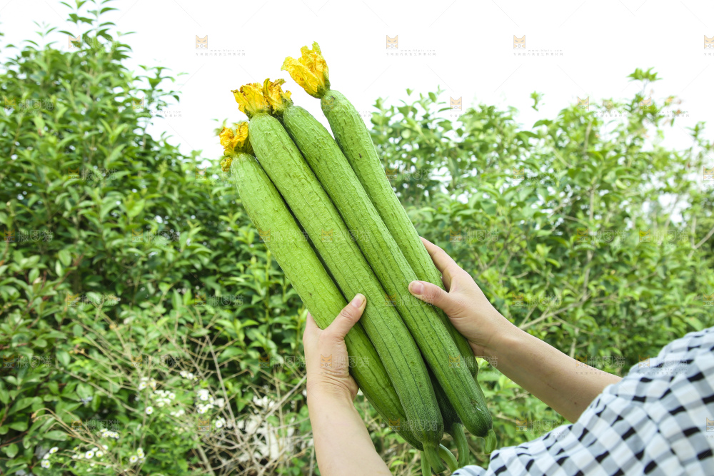 丝瓜